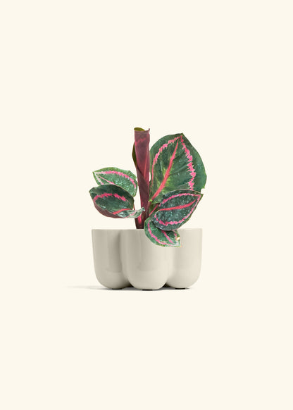 Calathea Dottie in a 4 inches in a Oat Petal Planter