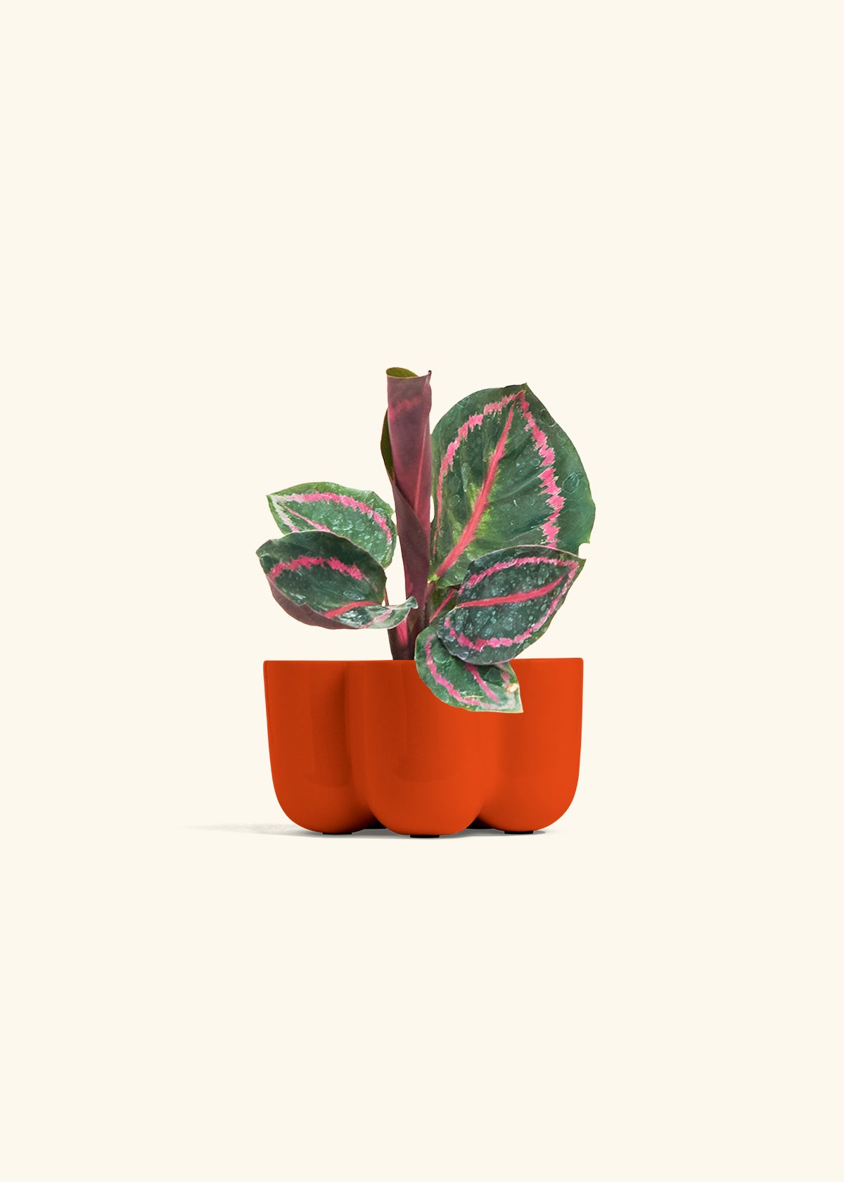 Calathea Dottie in a 4 inches in a Red Petal Planter