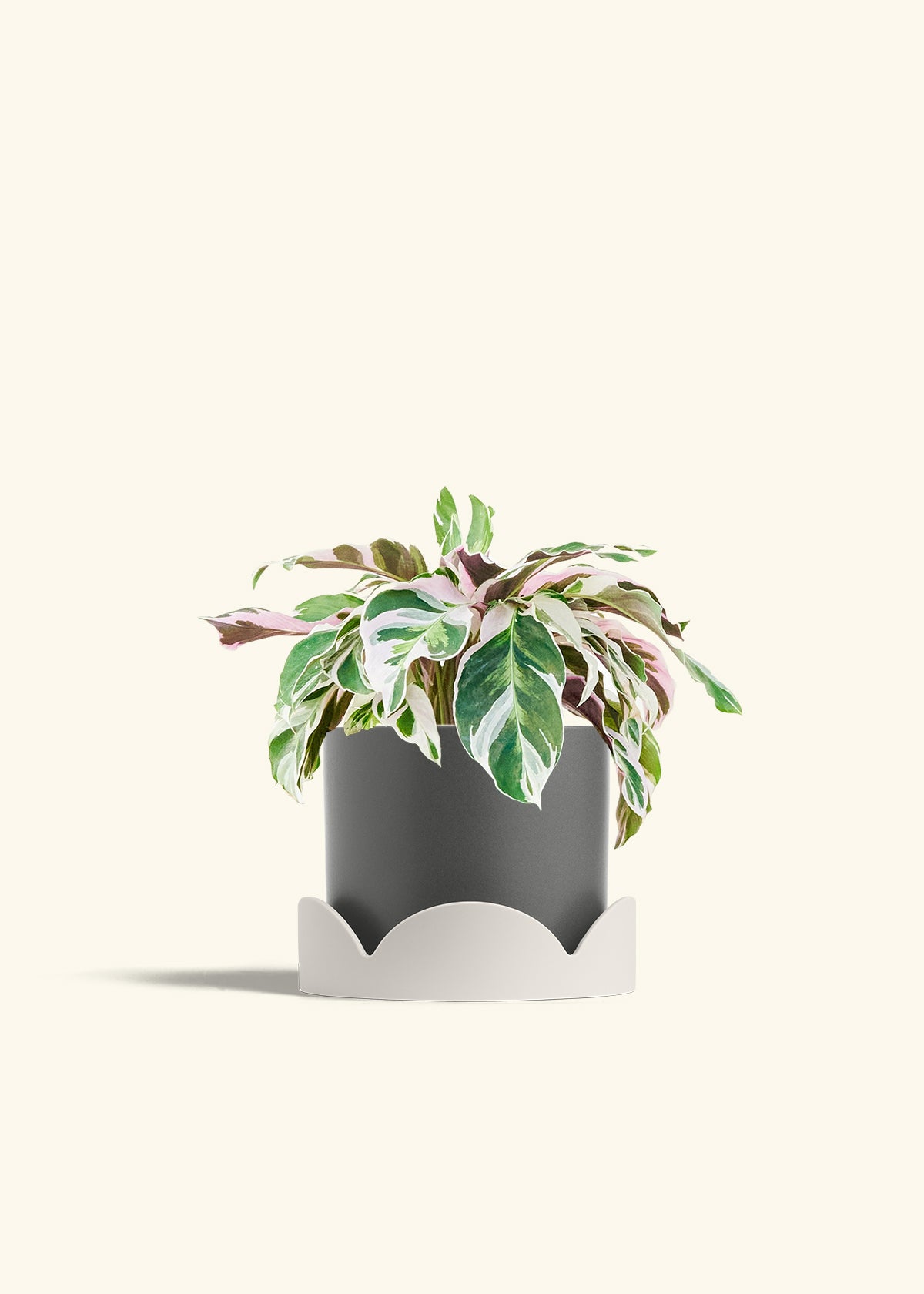 Calathea Fusion White in a 6 inches Charcoal Classic Cylinder Planter in a Oat Petal Drip Tray