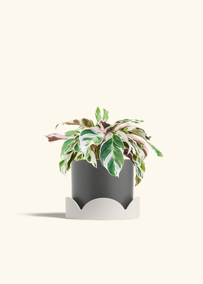 Calathea Fusion White in a 6 inches Charcoal Classic Cylinder Planter in a Oat Petal Drip Tray