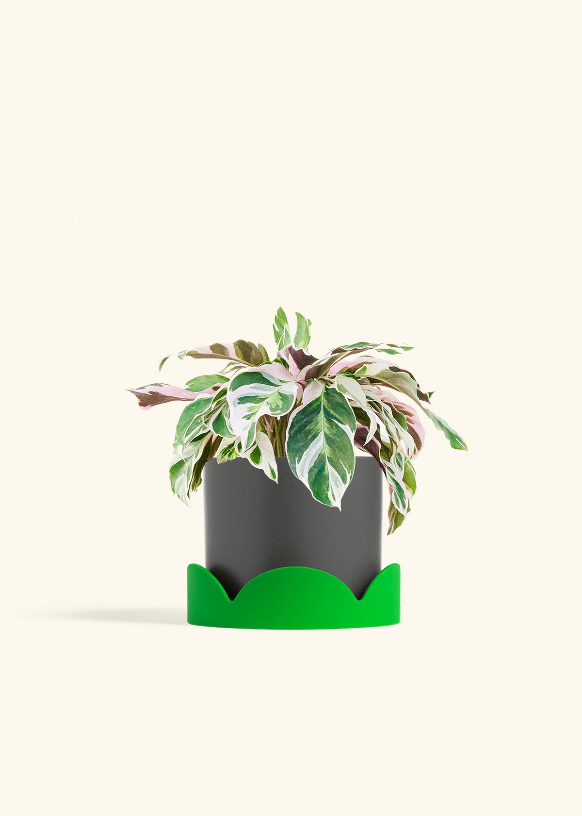 Calathea Fusion White in a 6 inches Charcoal Classic Cylinder Planter in a Shamrock Petal Drip Tray