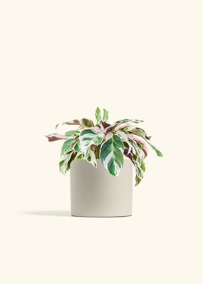 Calathea Fusion White in a 6 inches Oat Classic Cylinder Planter 