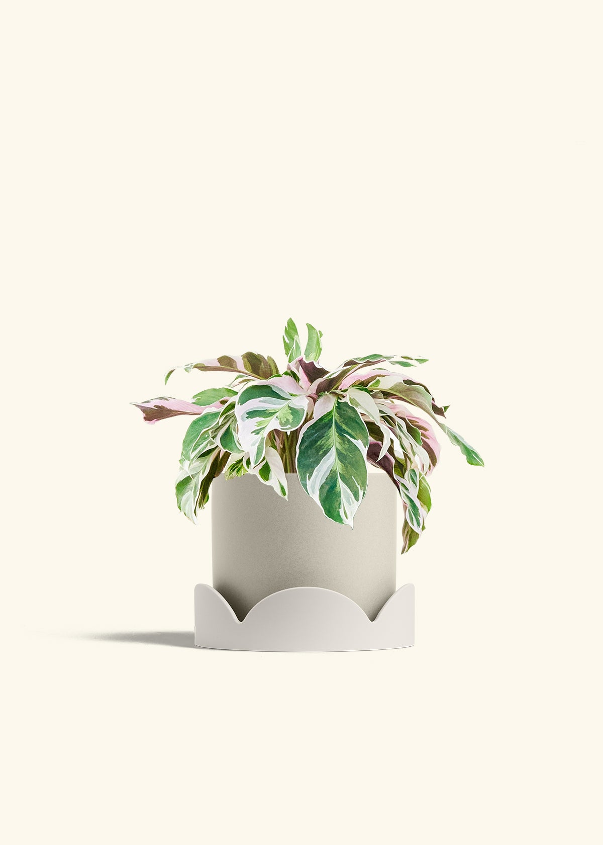Calathea Fusion White in a 6 inches Oat Classic Cylinder Planter in a Oat Petal Drip Tray