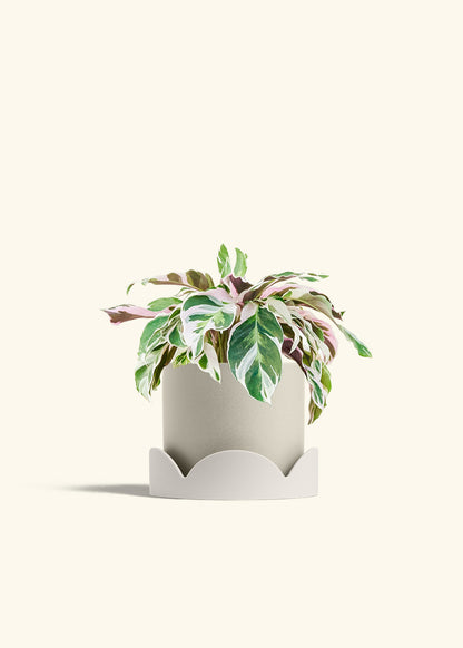 Calathea Fusion White in a 6 inches Oat Classic Cylinder Planter in a Oat Petal Drip Tray