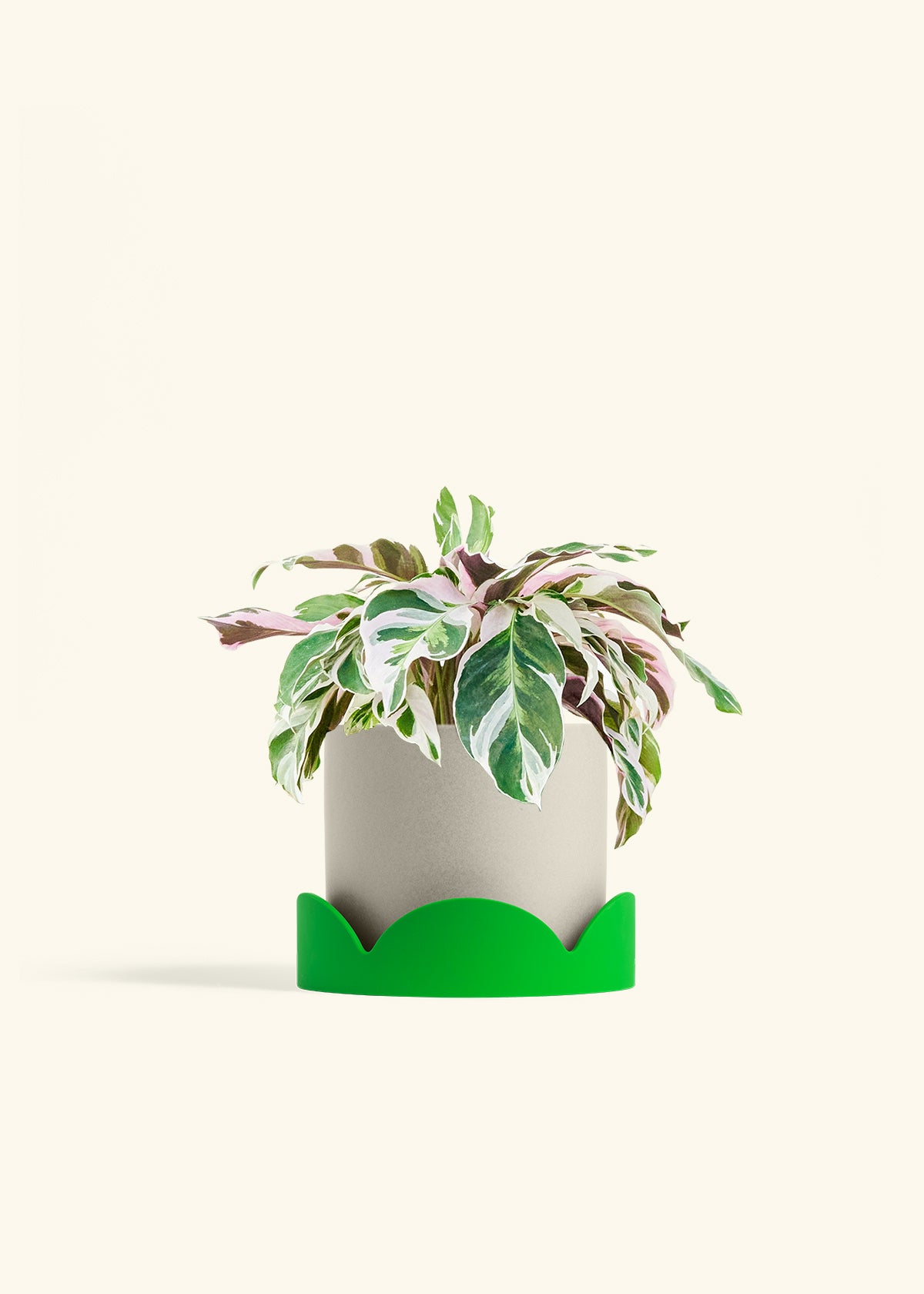 Calathea Fusion White in a 6 inches Oat Classic Cylinder Planter in a Shamrock Petal Drip Tray