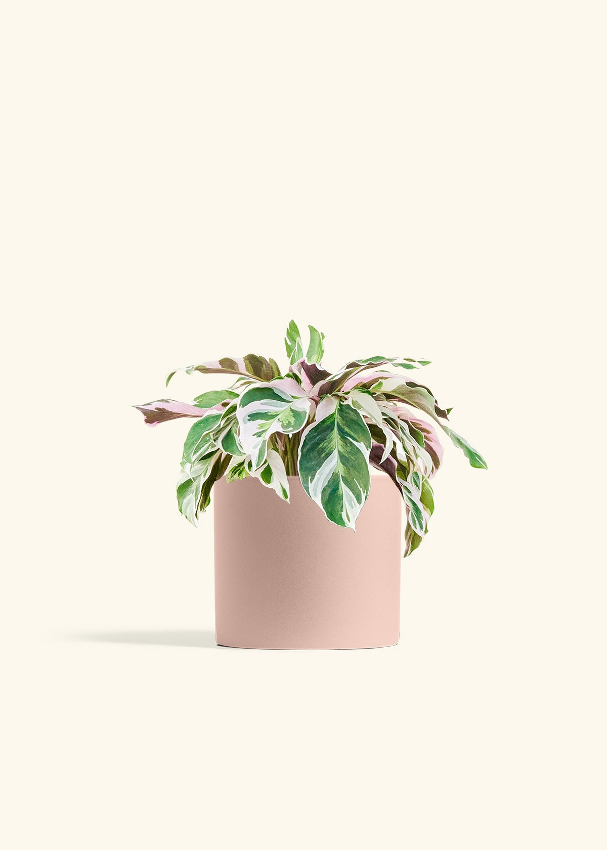 Calathea Fusion White in a 6 inches Pink Classic Cylinder Planter 