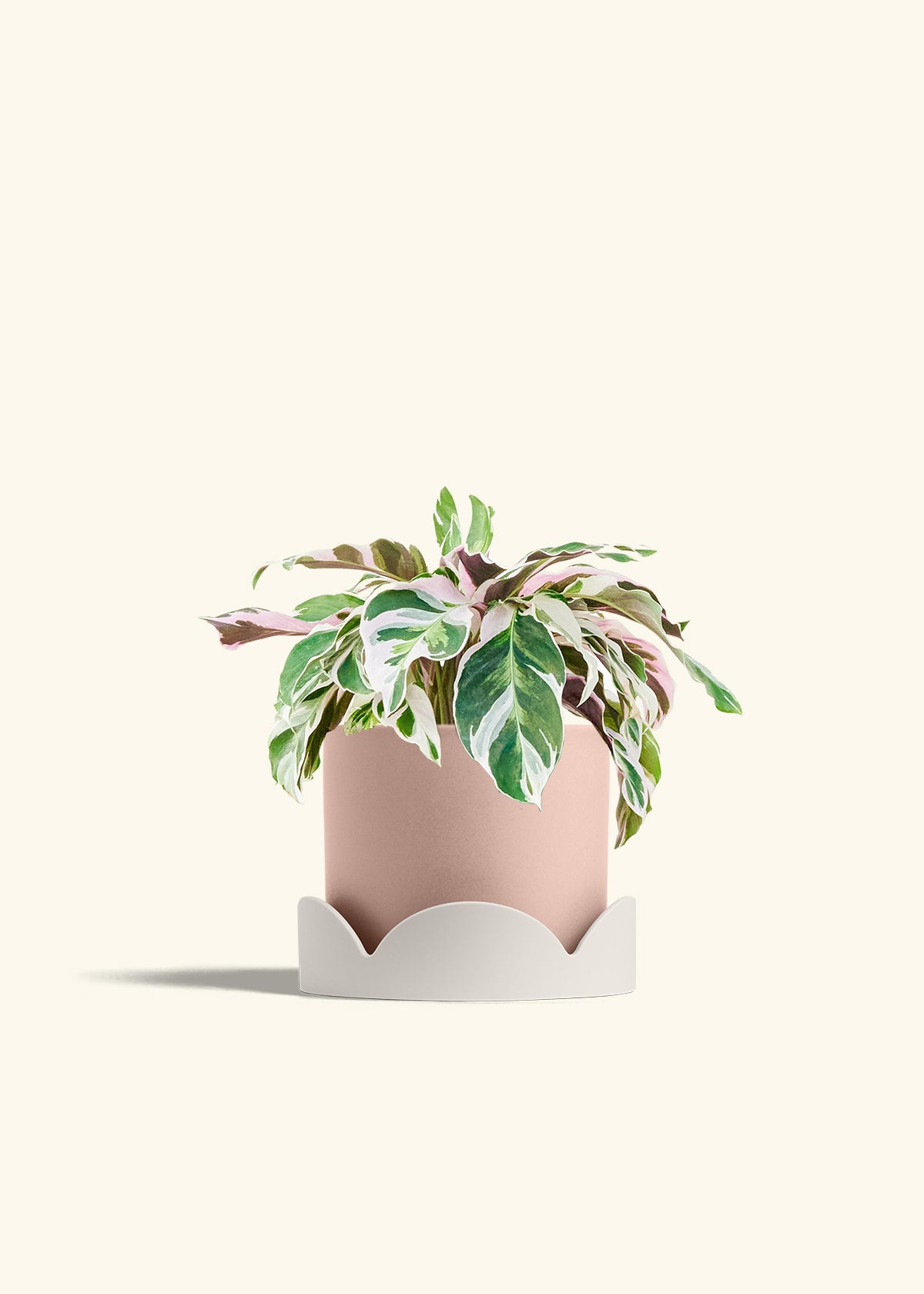 Calathea Fusion White in a 6 inches Pink Classic Cylinder Planter in a Oat Petal Drip Tray