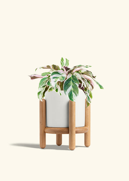 Calathea Fusion White in a 6 inches Fat Lip White Planter in a Beech Wood Stand