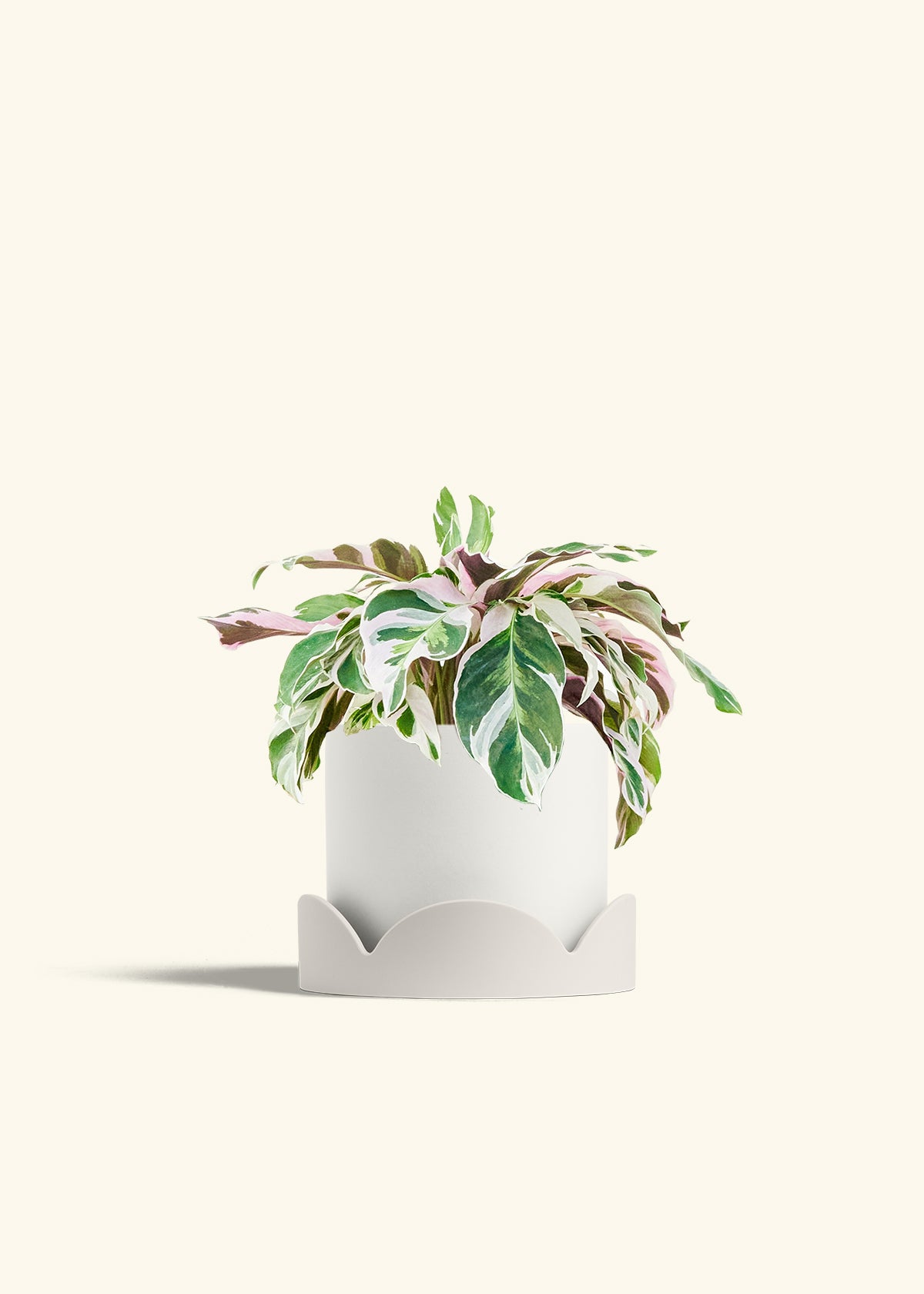 Calathea Fusion White in a 6 inches White Classic Cylinder Planter in a Oat Petal Drip Tray