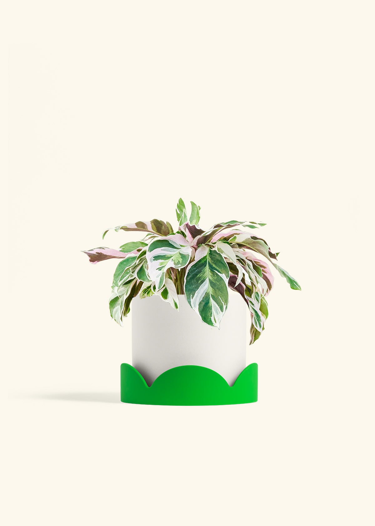 Calathea Fusion White in a 6 inches White Classic Cylinder Planter in a Shamrock Petal Drip Tray