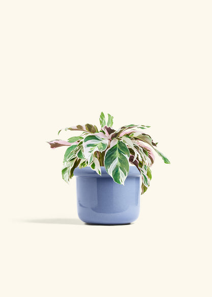 Calathea Fusion White in a 6 inches Fat Lip Blue Planter 