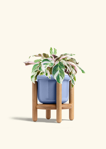 Calathea Fusion White in a 6 inches Fat Lip Blue Planter in a Beech Wood Stand