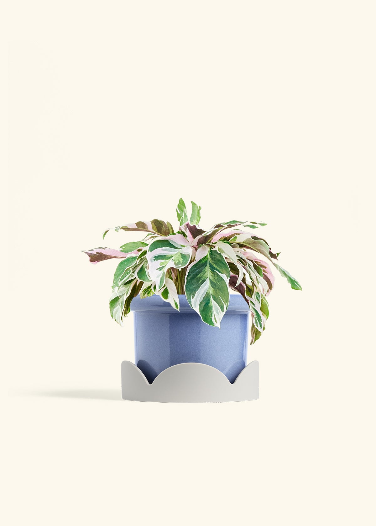 Calathea Fusion White in a 6 inches Fat Lip Blue Planter in a Oat Petal Drip Tray