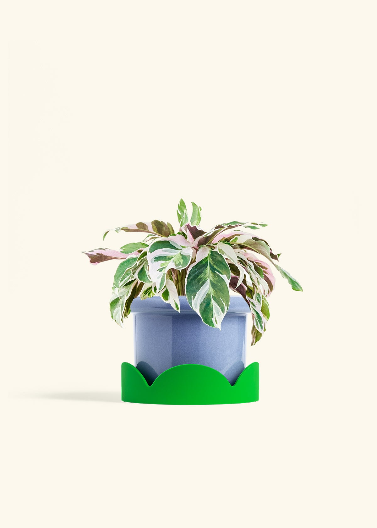 Calathea Fusion White in a 6 inches Fat Lip Blue Planter in a Shamrock Petal Drip Tray