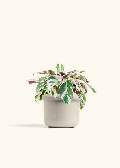 Calathea Fusion White in a 6 inches Fat Lip Oat Planter 