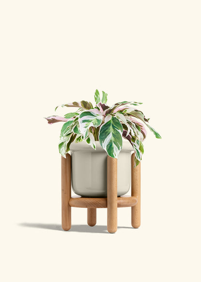 Calathea Fusion White in a 6 inches Fat Lip Oat Planter in a Beech Wood Stand
