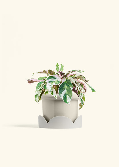 Calathea Fusion White in a 6 inches Fat Lip Oat Planter in a Oat Petal Drip Tray