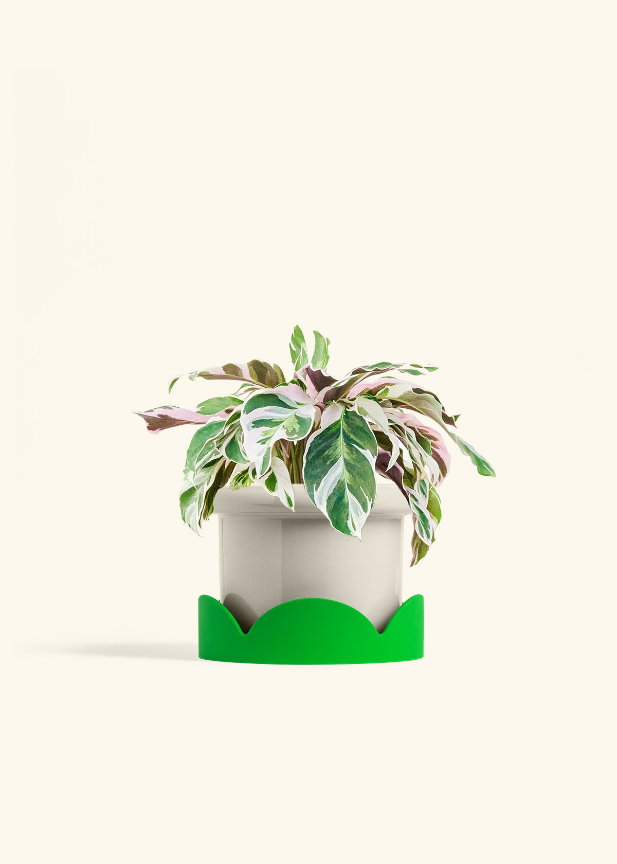 Calathea Fusion White in a 6 inches Fat Lip Oat Planter in a Shamrock Petal Drip Tray