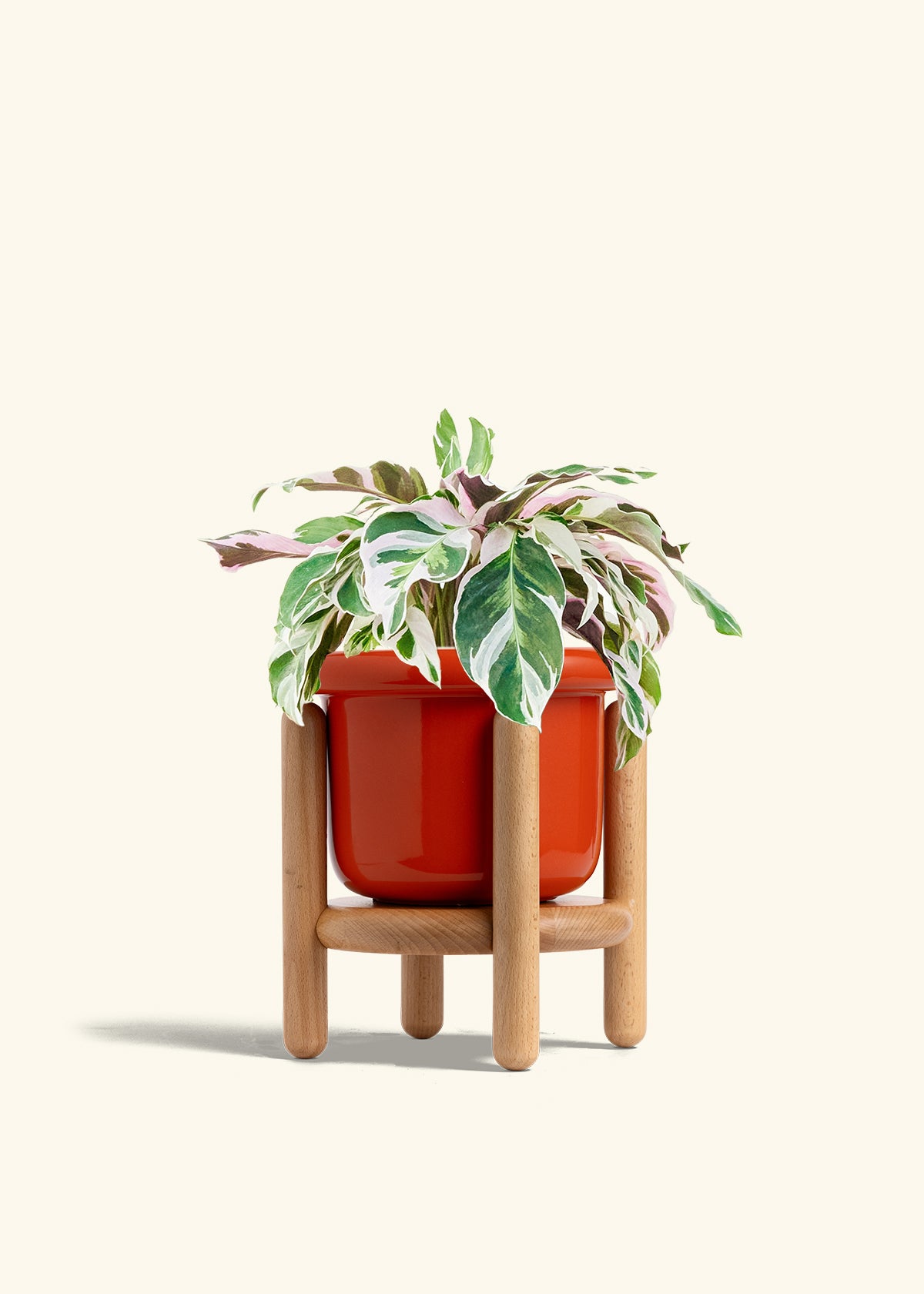 Calathea Fusion White in a 6 inches Fat Lip Red Planter in a Beech Wood Stand