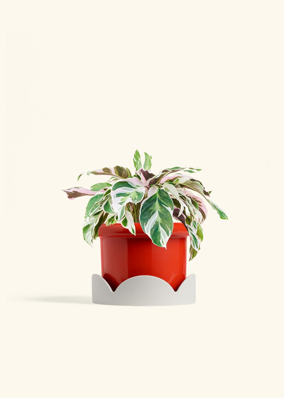 Calathea Fusion White in a 6 inches Fat Lip Red Planter in a Oat Petal Drip Tray
