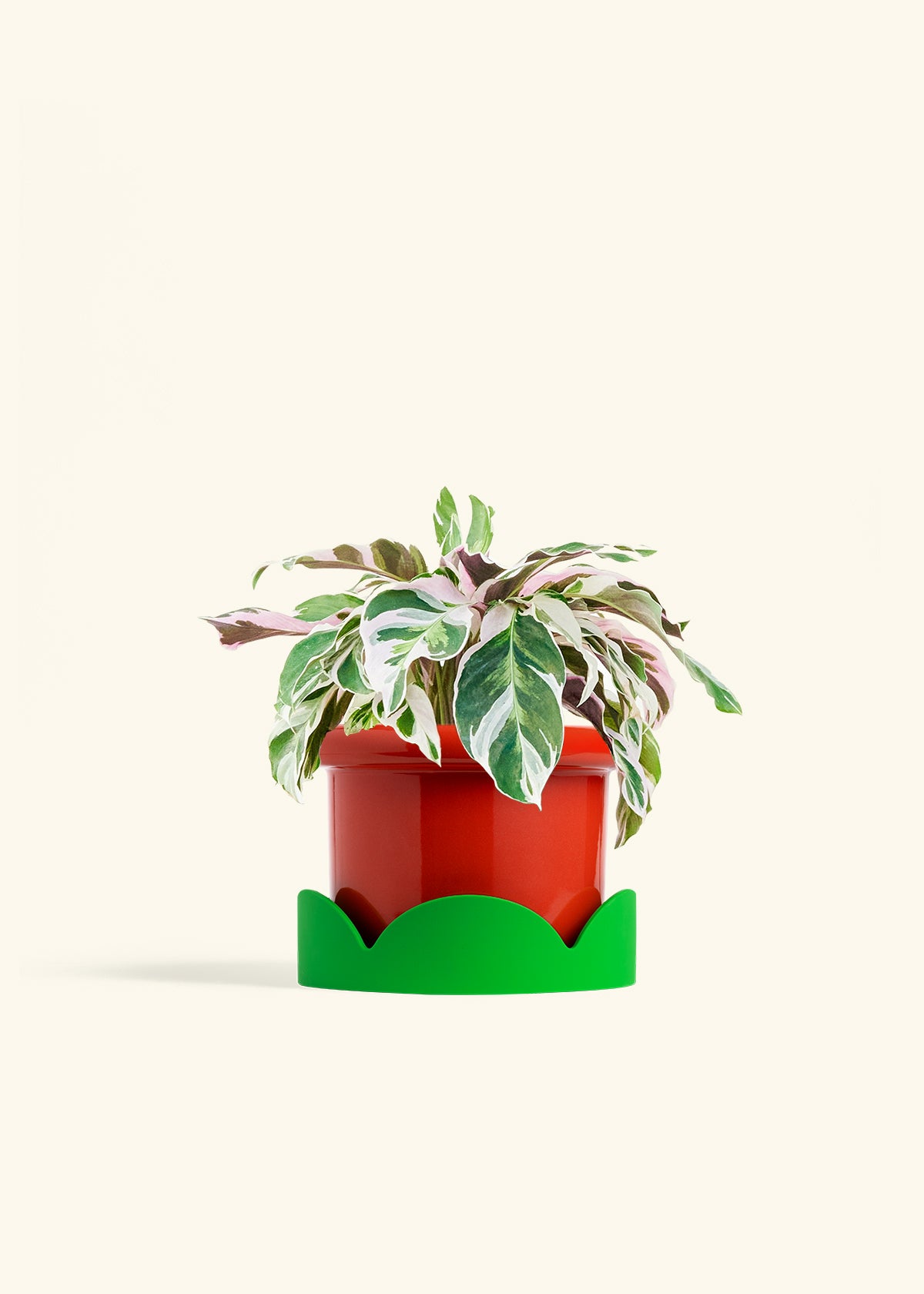 Calathea Fusion White in a 6 inches Fat Lip Red Planter in a Shamrock Petal Drip Tray