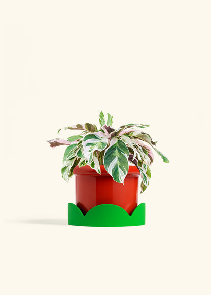 Calathea Fusion White in a 6 inches Fat Lip Red Planter in a Shamrock Petal Drip Tray