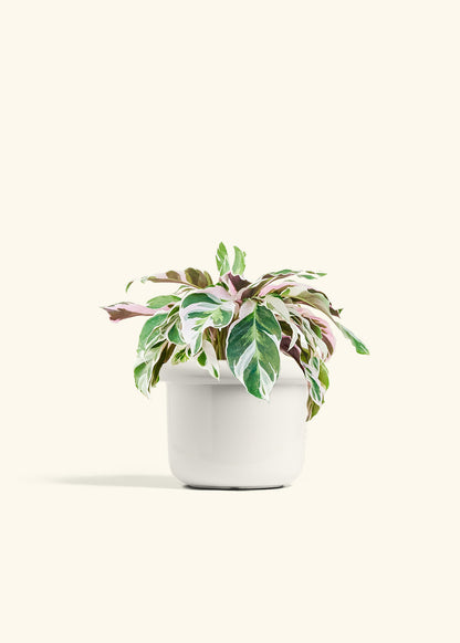 Calathea Fusion White in a 6 inches Fat Lip White Planter 