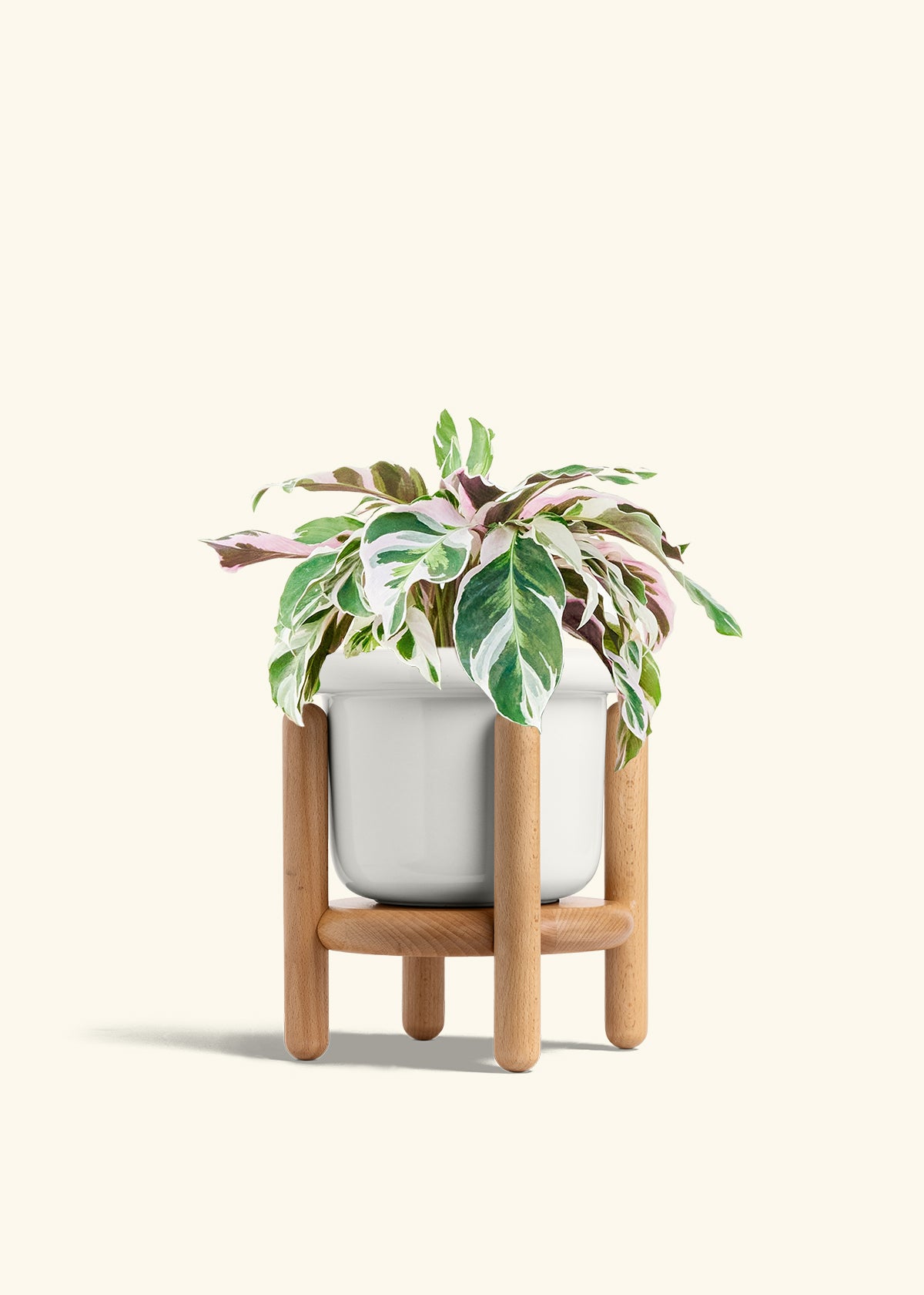 Calathea Fusion White in a 6 inches White Classic Cylinder Planter in a Beech Wood Stand