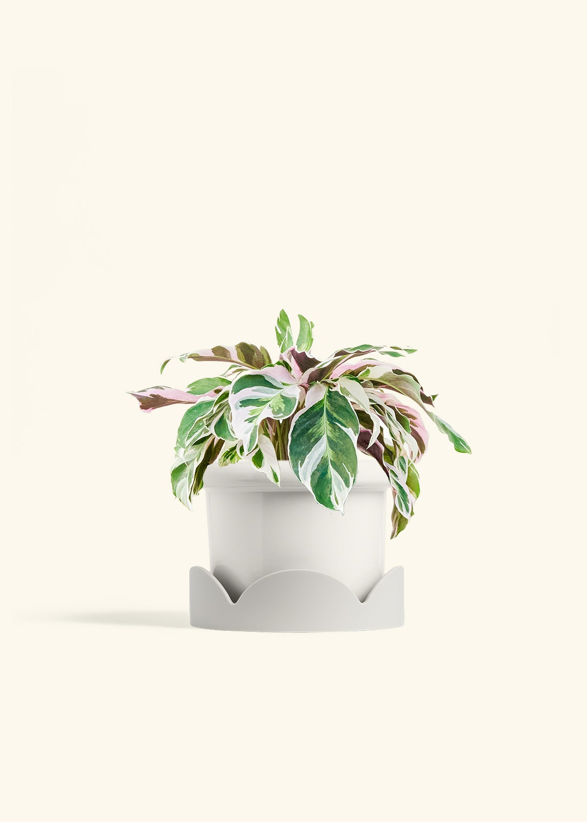 Calathea Fusion White in a 6 inches Fat Lip White Planter in a Oat Petal Drip Tray