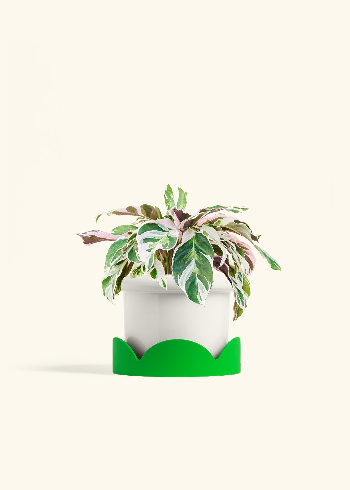 Calathea Fusion White in a 6 inches Fat Lip White Planter in a Shamrock Petal Drip Tray