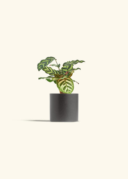 Peacock Calathea in a 4 inches Charcoal Classic Cylinder Planter 