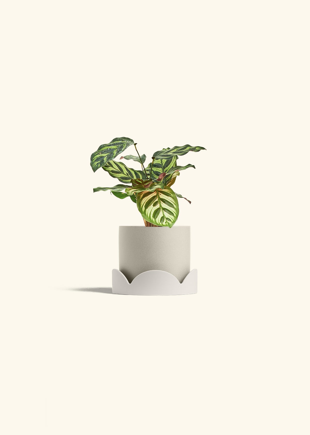 Peacock Calathea in a 4 inches Oat Classic Cylinder Planter in a Oat Petal Drip Tray
