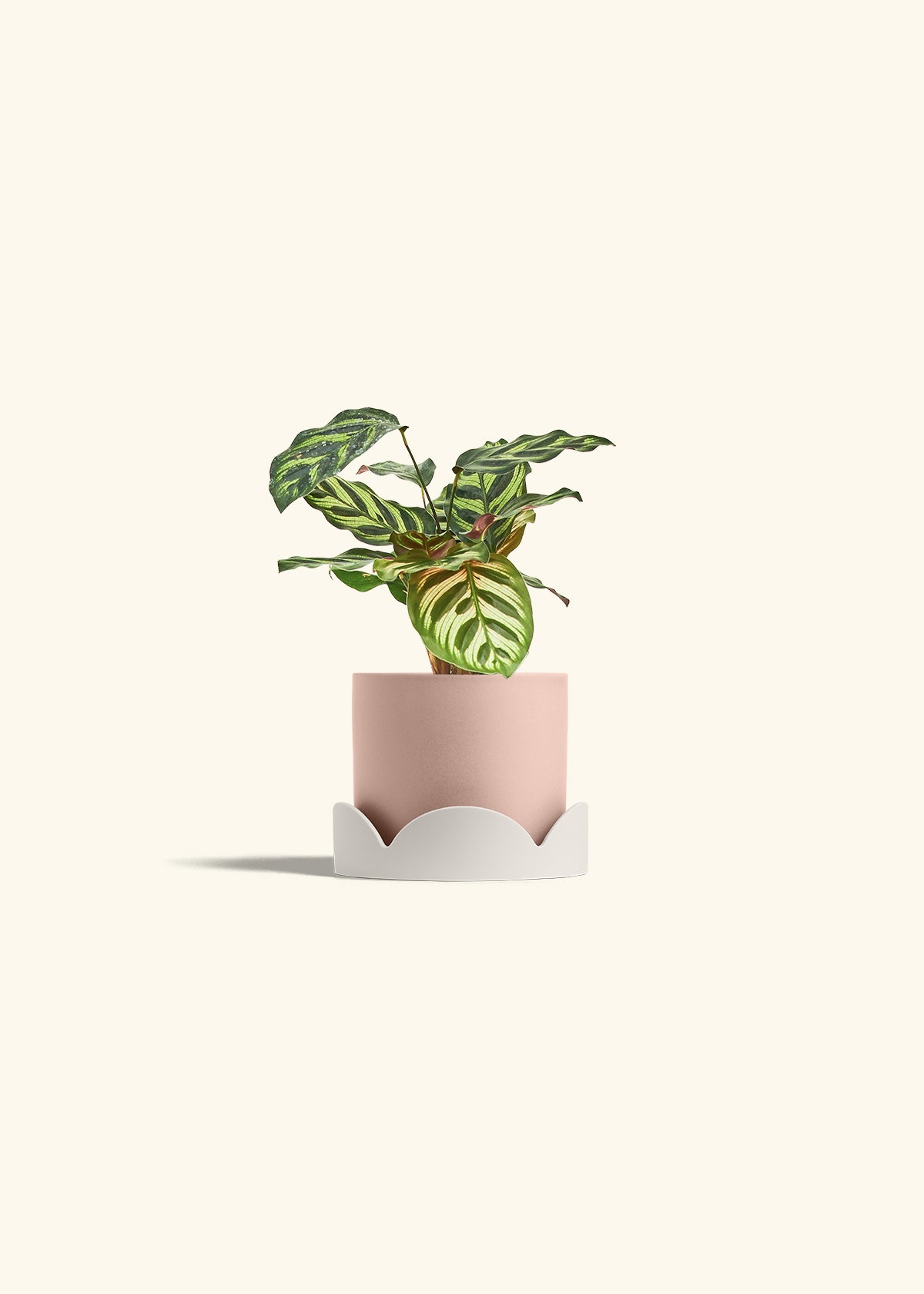 Peacock Calathea in a 4 inches Pink Classic Cylinder Planter in a Oat Petal Drip Tray