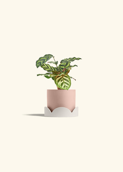 Peacock Calathea in a 4 inches Pink Classic Cylinder Planter in a Oat Petal Drip Tray