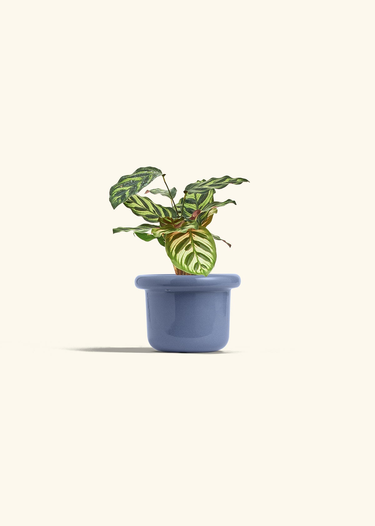 Peacock Calathea in a 4 inches Fat Lip Blue Planter 