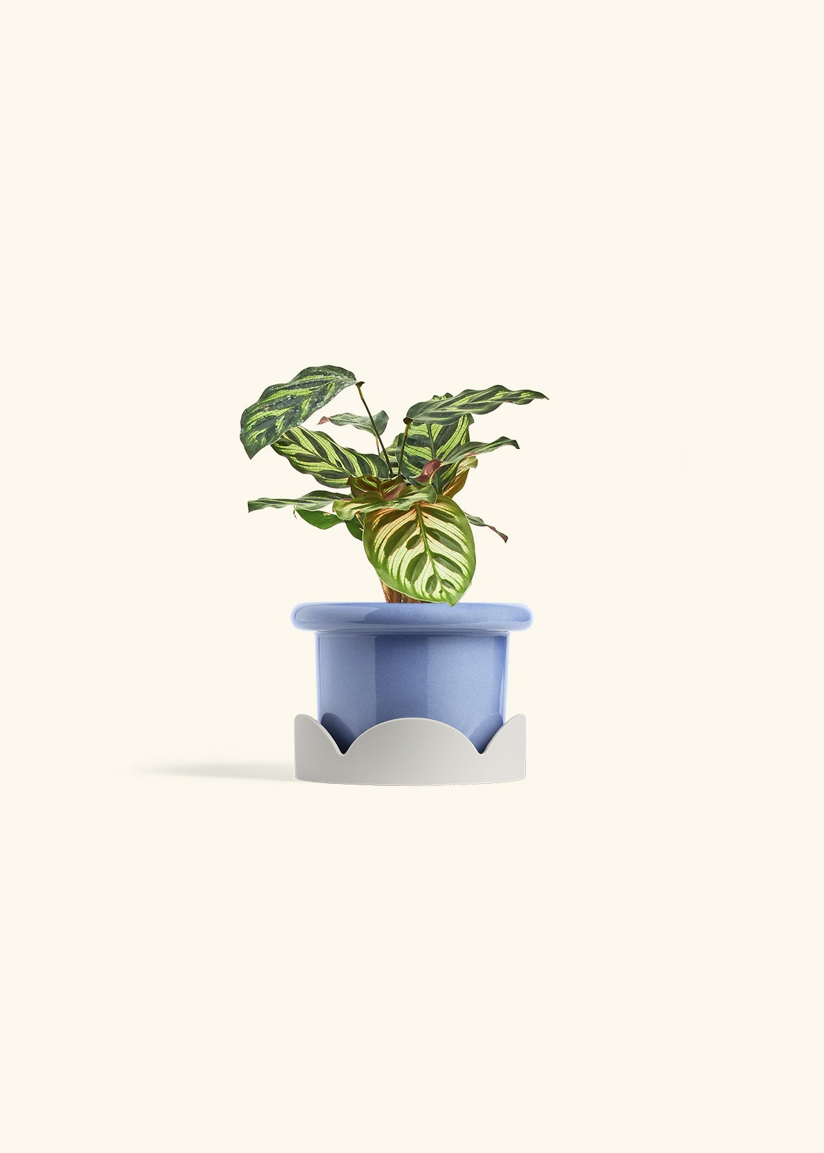 Peacock Calathea in a 4 inches Fat Lip Blue Planter in a Oat Petal Drip Tray