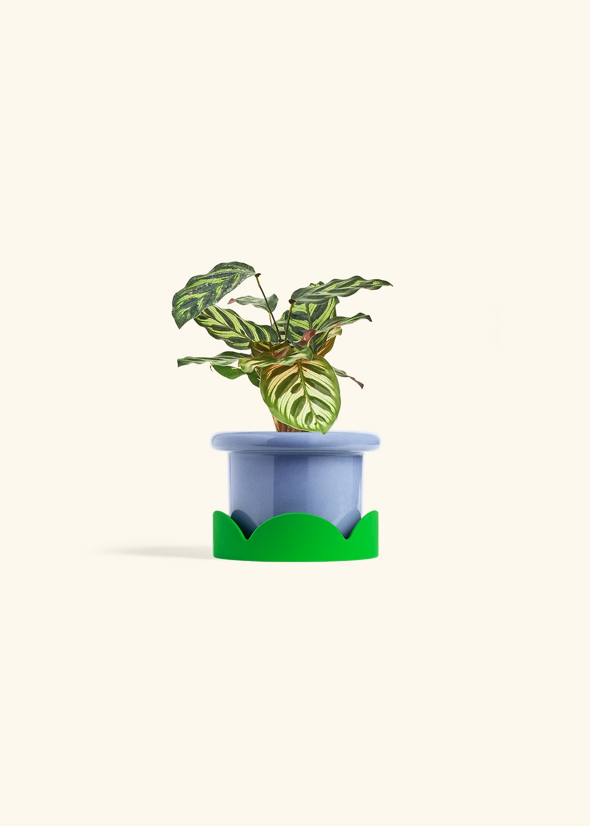 Peacock Calathea in a 4 inches Fat Lip Blue Planter in a Shamrock Petal Drip Tray