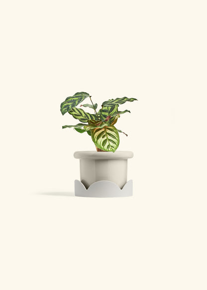 Peacock Calathea in a 4 inches Fat Lip Oat Planter in a Oat Petal Drip Tray