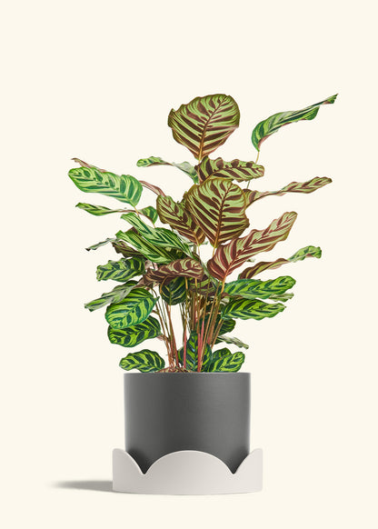 Peacock Plant in a 8 inches Charcoal Classic Cylinder Planter in a Oat Petal Drip Tray