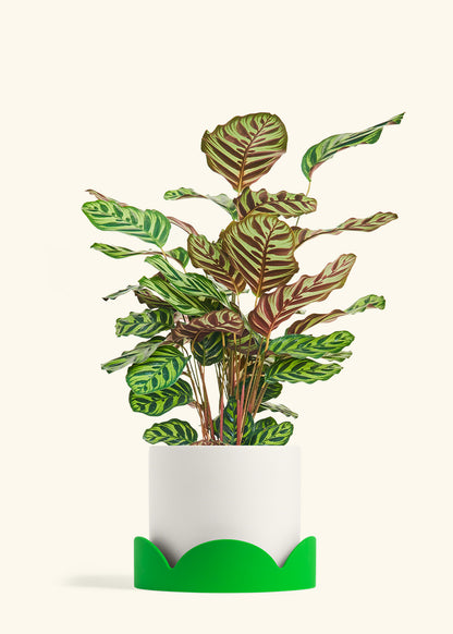 Peacock Plant in a 8 inches White Classic Cylinder Planter in a Shamrock Petal Drip Tray