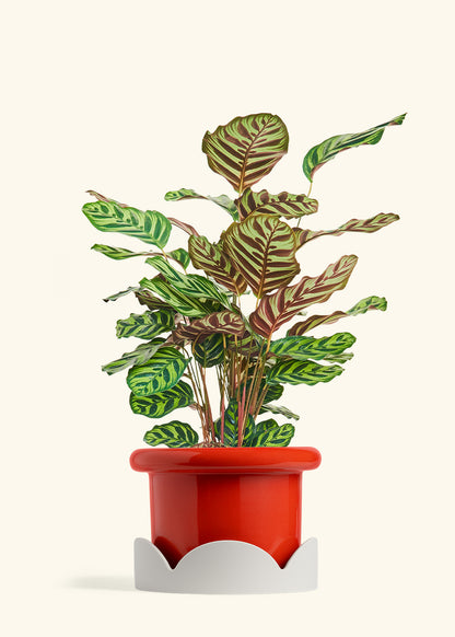 Peacock Plant in a 8 inches Fat Lip Red Planter in a Oat Petal Drip Tray