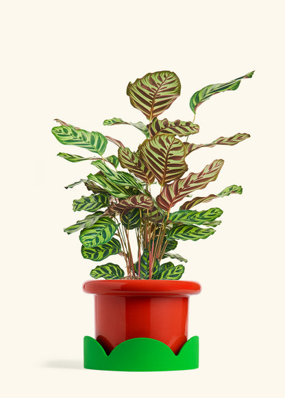 Peacock Plant in a 8 inches Fat Lip Red Planter in a Shamrock Petal Drip Tray