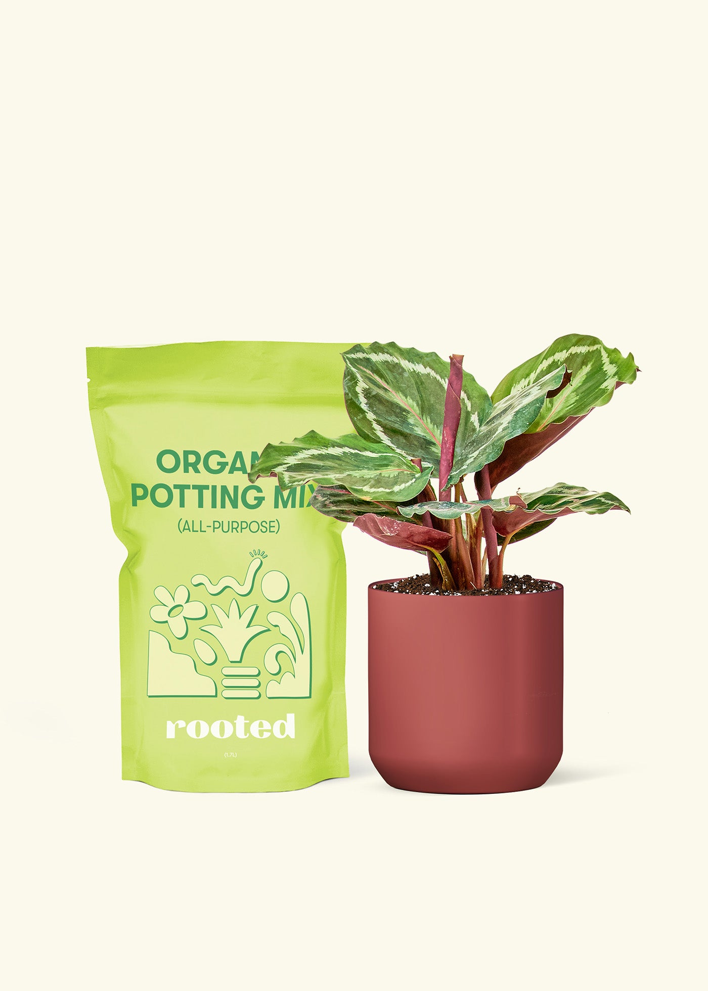 Small Calathea 'Medallion' in a burgundy cylinder pot and a bag of soil.