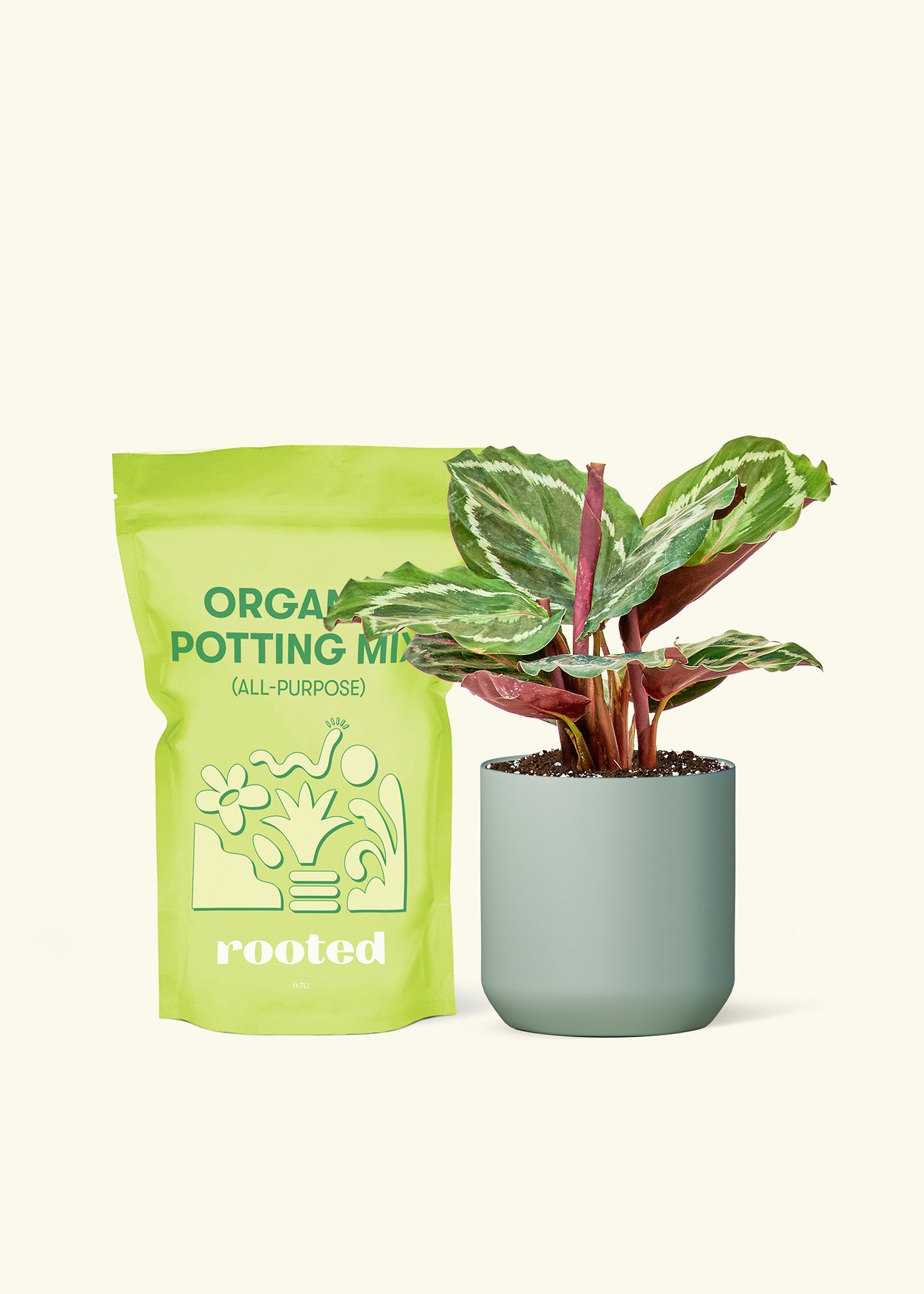Small Calathea 'Medallion' in a sage cylinder pot and a bag of soil.