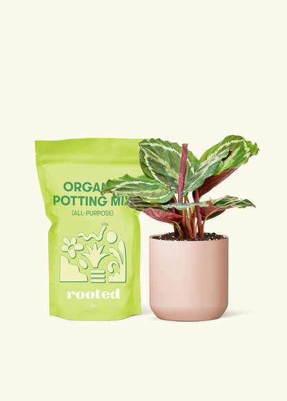 Small Calathea 'Medallion' in a pink cylinder pot and a bag of soil.
