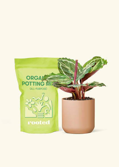 Small Calathea 'Medallion' in a terracotta cylinder pot and a bag of soil.