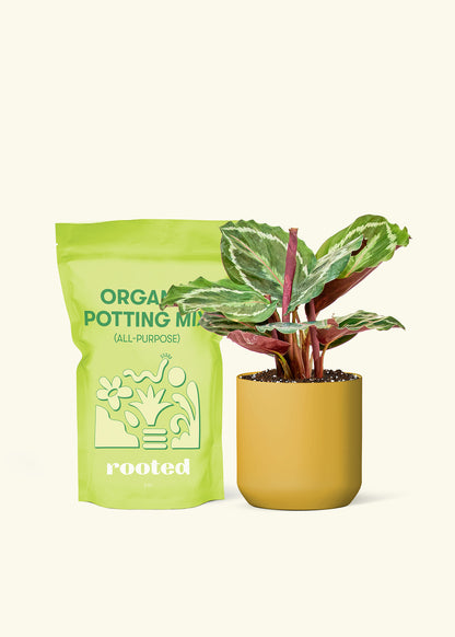 Small Calathea 'Medallion' in a mustard cylinder pot and a bag of soil.