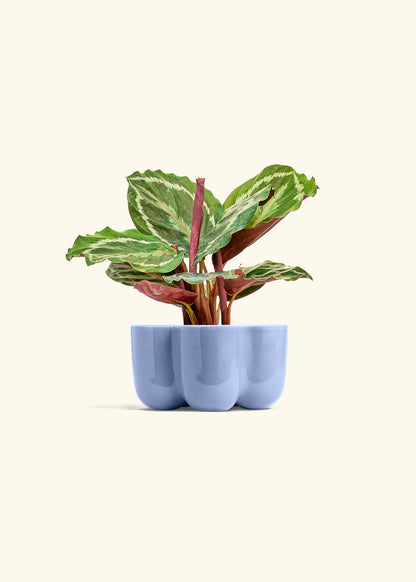 Calathea Medallion in a 4 inches in a Red Petal Planter