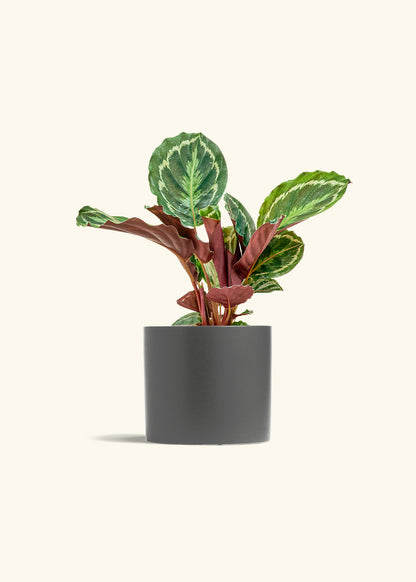 Calathea Medallion in a 6 inches Charcoal Classic Cylinder Planter 