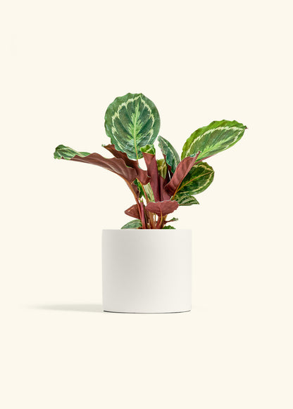 Calathea Medallion in a 6 inches White Classic Cylinder Planter 